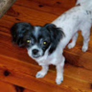 Meet your Posher, Annie